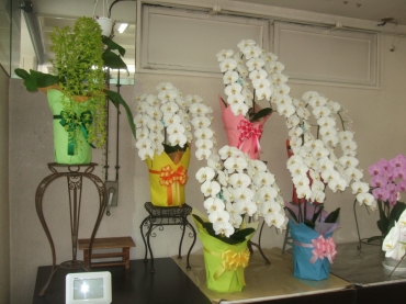 「小林生花店」　（静岡県静岡市葵区）の花屋店舗写真4